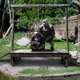Image for article titled Parents At Zoo Shield Children’s Eyes From Gorillas Having Public Execution